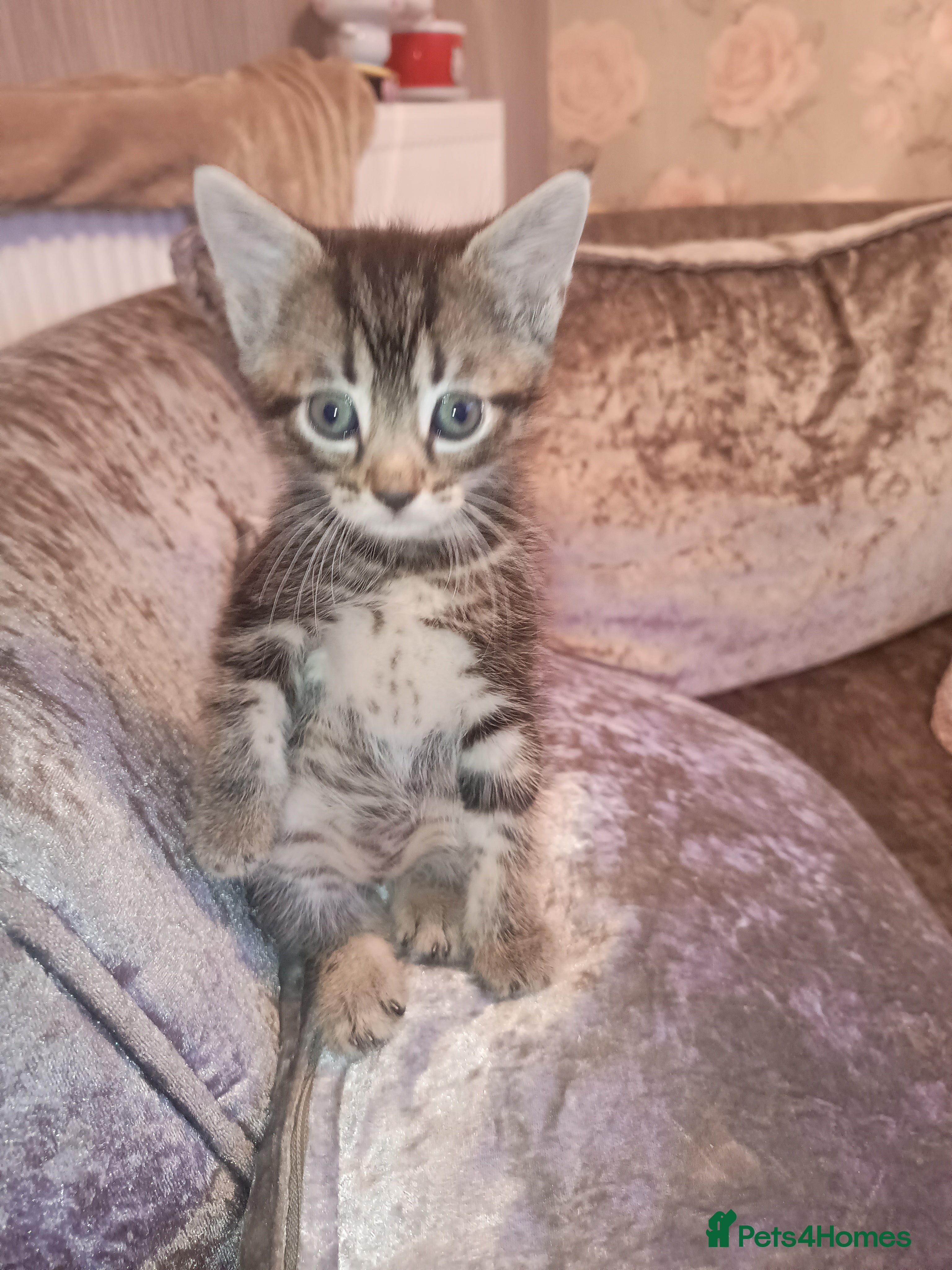 Mixed Breed cats Ready to leave now, black boy 2 girl tabby cats - Advert 5