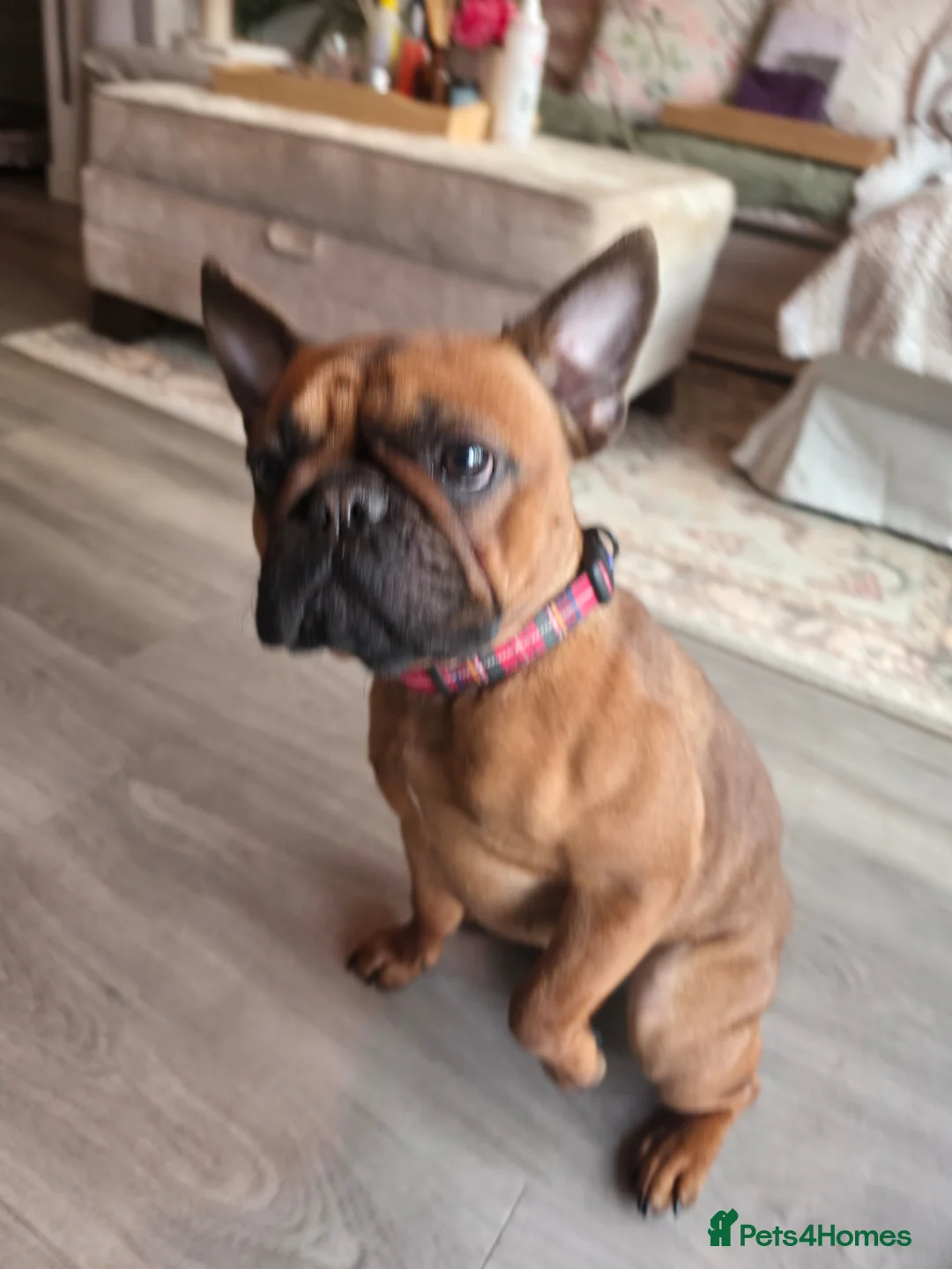 French Bulldog dogs for sale: Rosie in Norwich - Advert 5