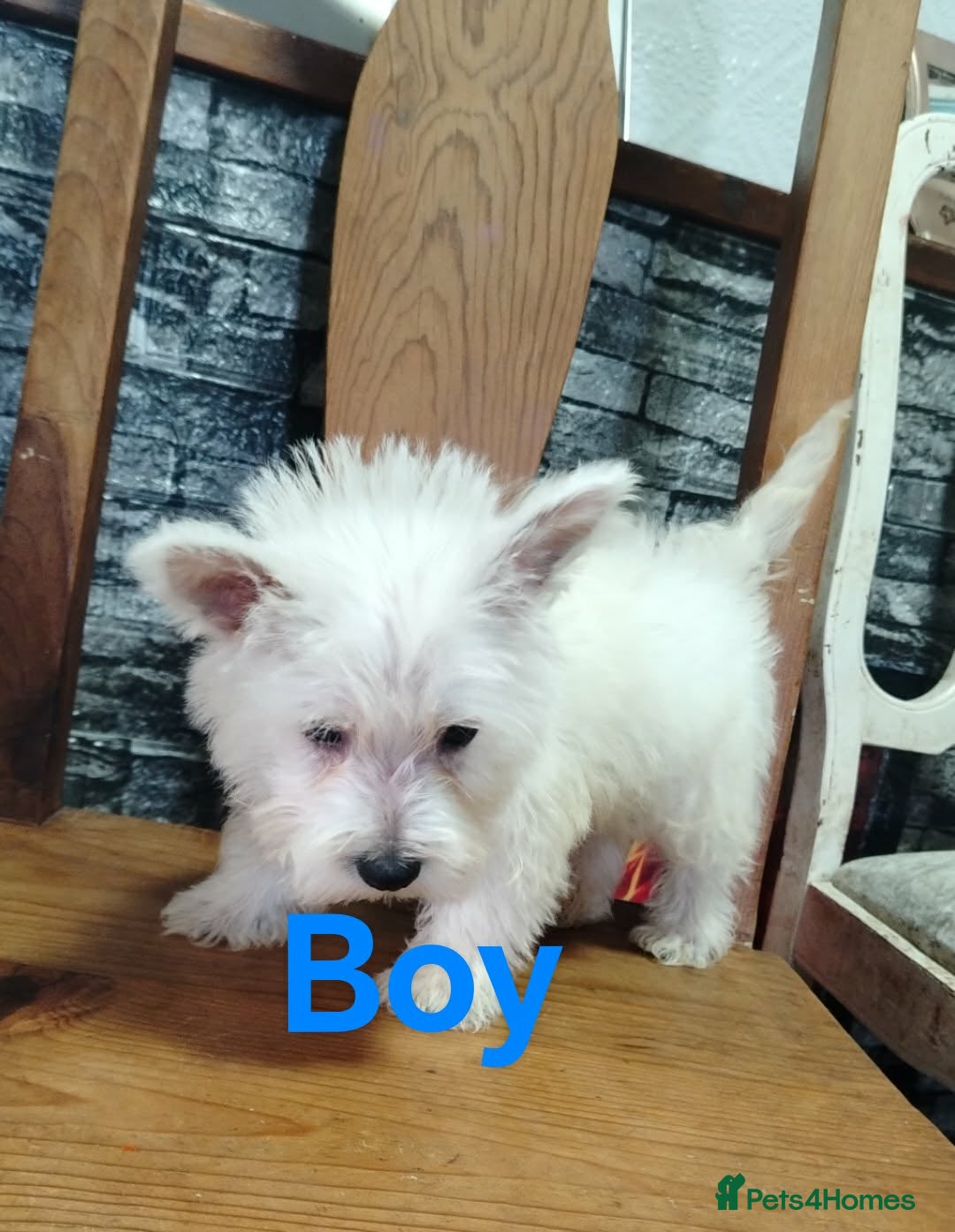 West Highland Terrier dogs Ready togo West Highland terrier puppies available - Advert 2