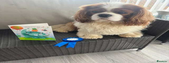 Teddy