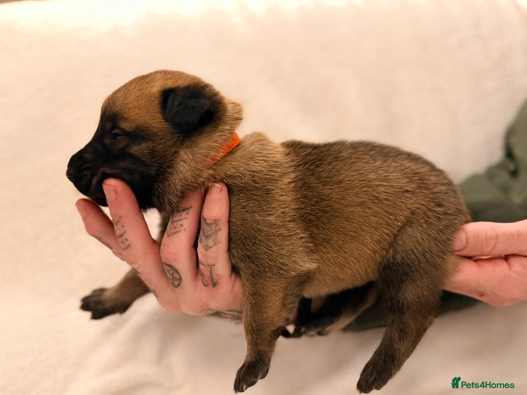 Belgian Shepherd Dog dogs for sale: Top working bloodline belgian malinois puppies - Advert 13
