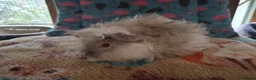 Guinea Pig rodents for sale: Baby Boars In Different Breeds  - Advert 12