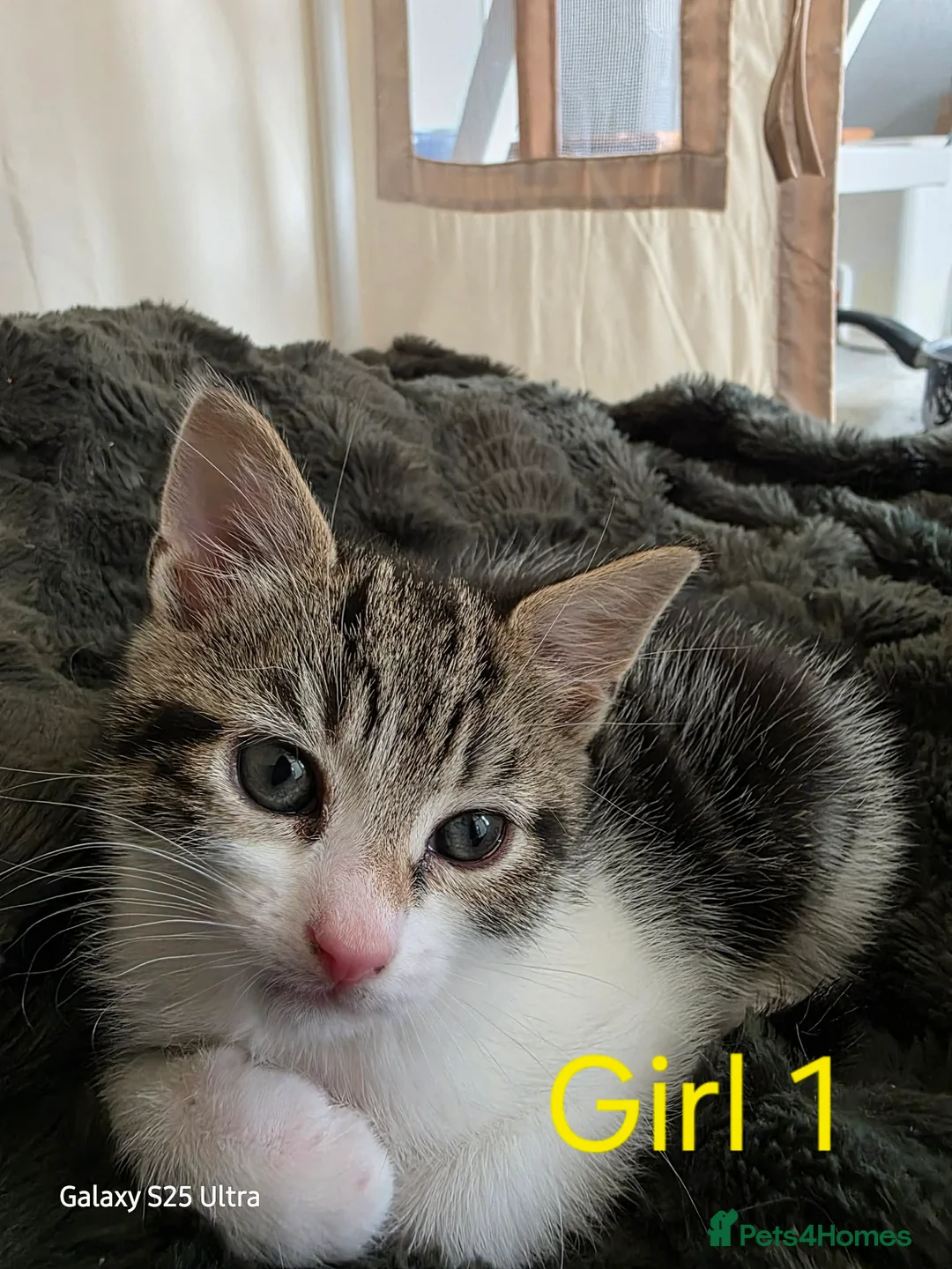 Mixed Breed cats for sale: Beautiful kittens for sale  in Glasgow - Advert 1
