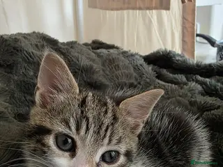 Mixed Breed cats Beautiful kittens for sale - Advert 4