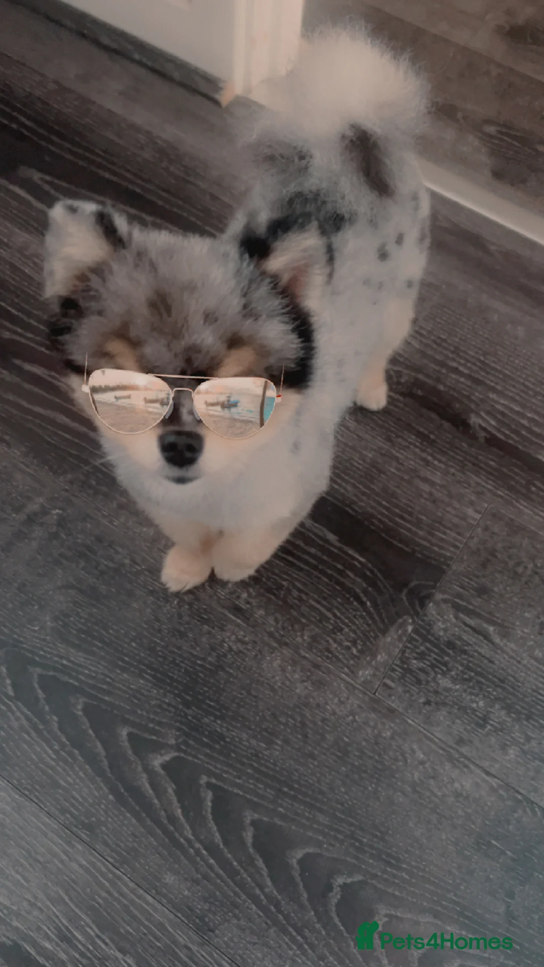 Pomeranian dogs for stud: 💙✨BLUE EYES & Hazel 👀 Poms 🐶EXPERIENCED STUDS🏆 in Bedford - Advert 13