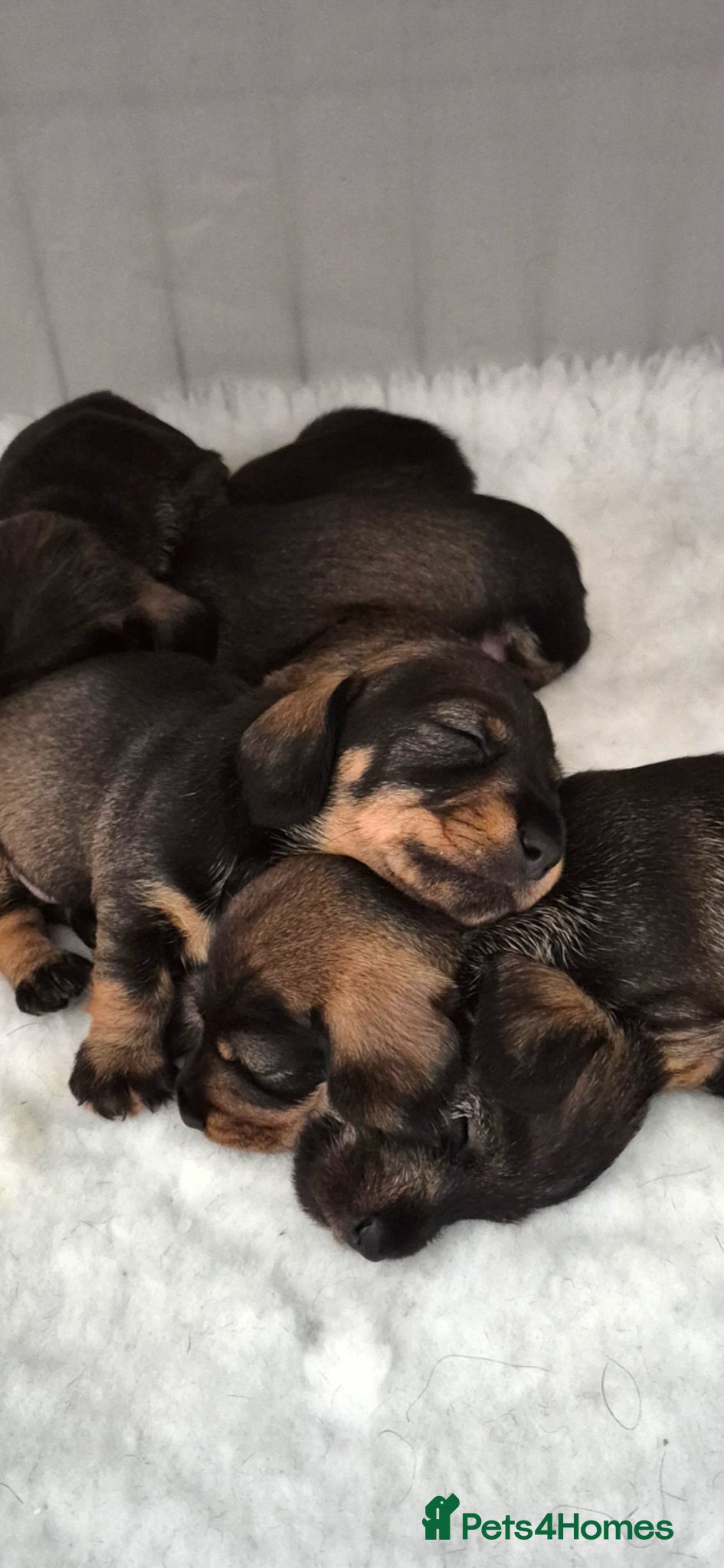 Miniature Dachshund dogs RKC mini wirehaired dachsund puppies  - Advert 5