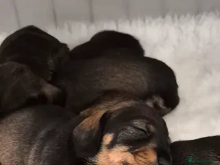Miniature Dachshund dogs RKC mini wirehaired dachsund puppies - Advert 3