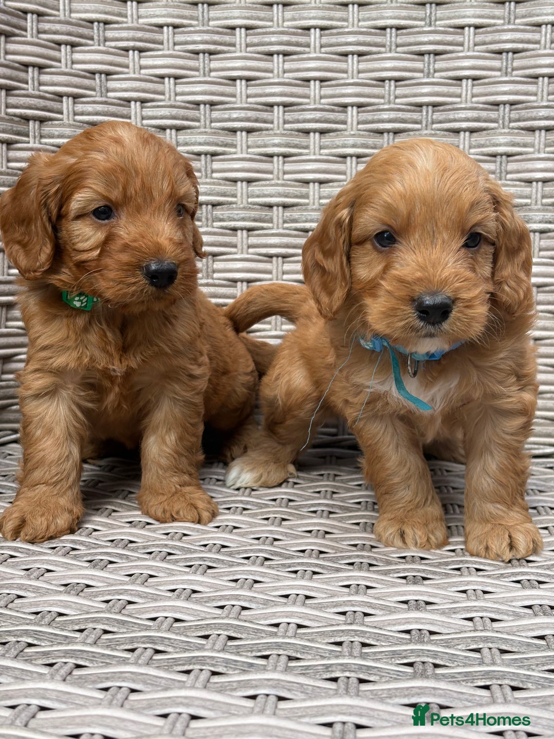 Cockapoo dogs for sale: 😍😍 F1 cockapoo puppies 😍😍 - Image 6