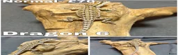 Bearded Dragon reptiles for sale: Gorgeous Baby Bearded Dragons READY NOW - Advert 6