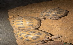 Tortoise reptiles for sale: 2 female 1 male tortoise  - Image 2