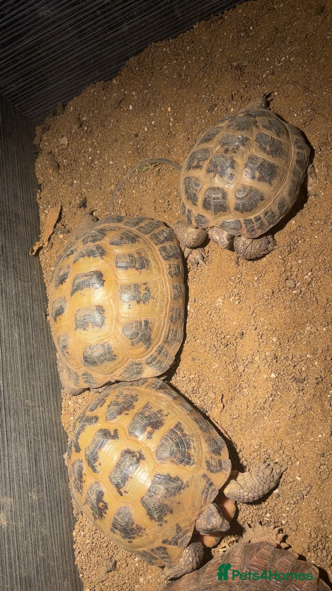 Tortoise reptiles for sale: 2 female 1 male tortoise  - Image 2