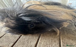 Guinea Pig rodents for sale: **FREE** Purebred Longhaired sows  - Image 4