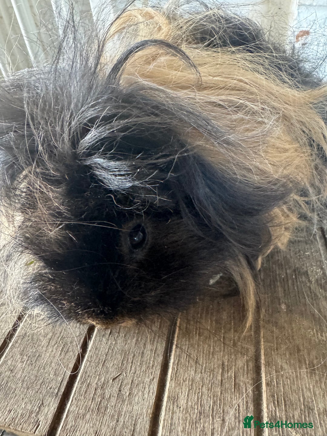 Guinea Pig rodents for sale: **FREE** Purebred Longhaired sows  - Image 4