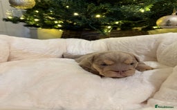 English Bulldog dogs for sale: Stunning English Bulldog Puppies 🐾🐶 - Advert 20