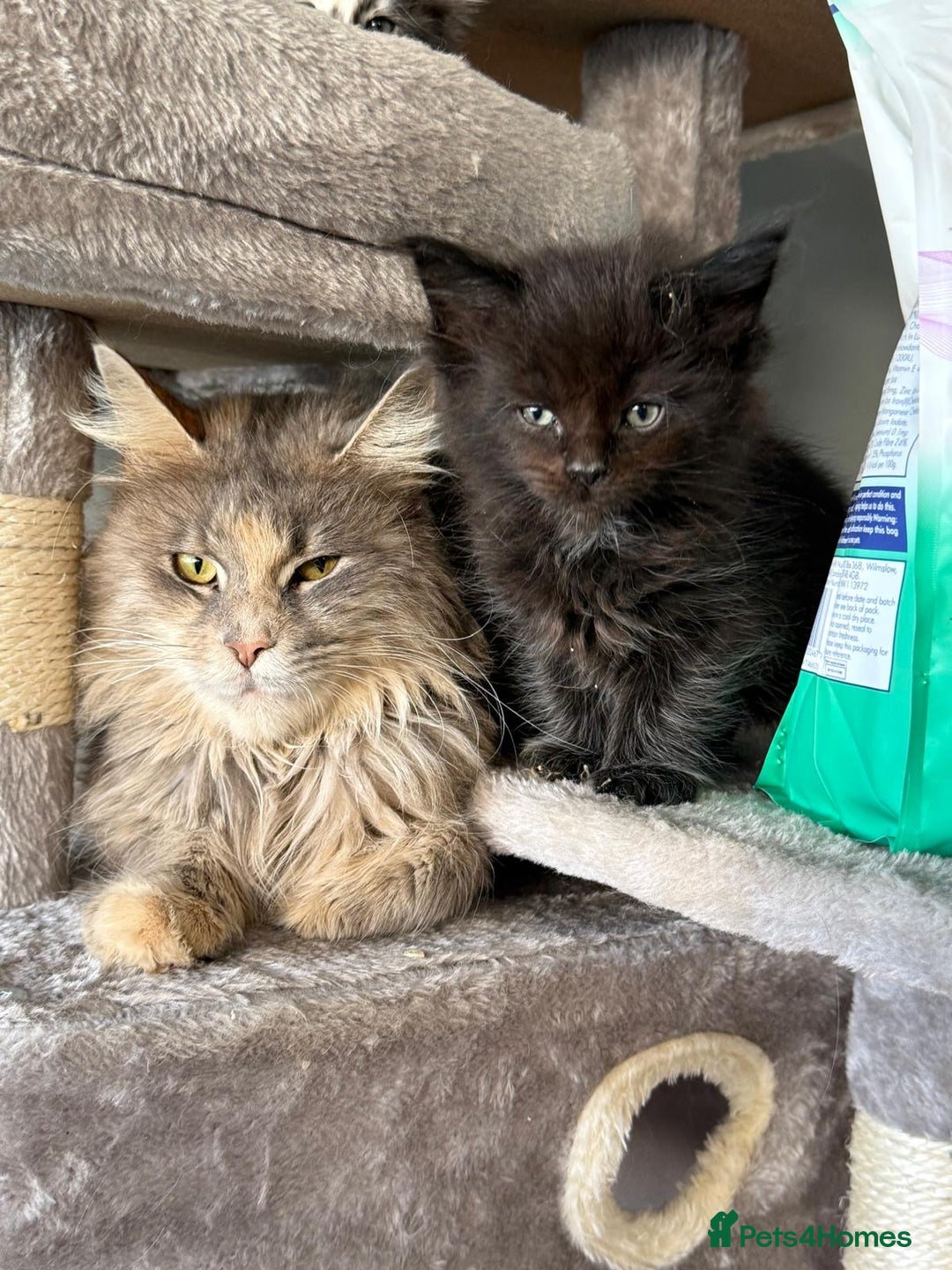 Maine Coon cats for sale: Active TICA registered male and female available  - Advert 4