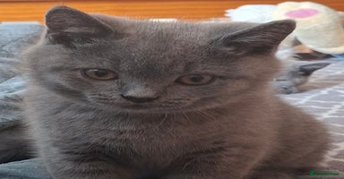 British Shorthair cats - Advert 9