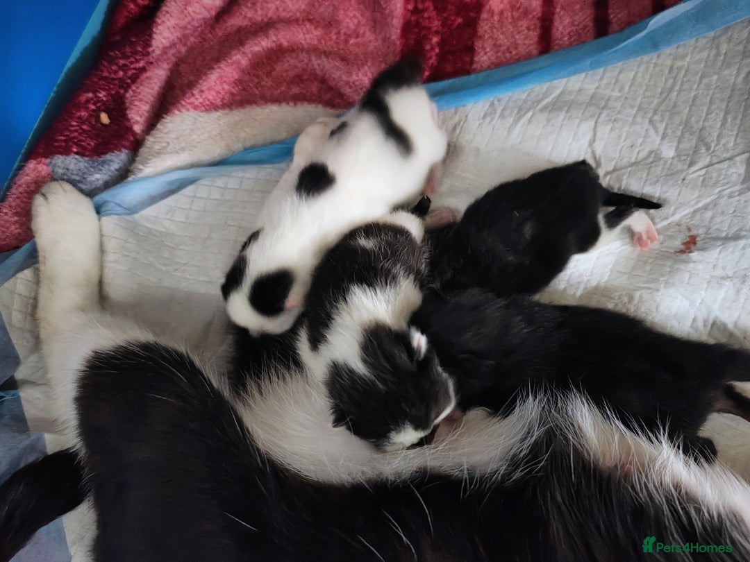 Mixed Breed cats for sale: Kittens - Image 3