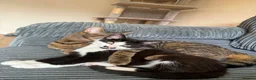 Mixed Breed cats for sale: Cats  in Wirral - Advert 3