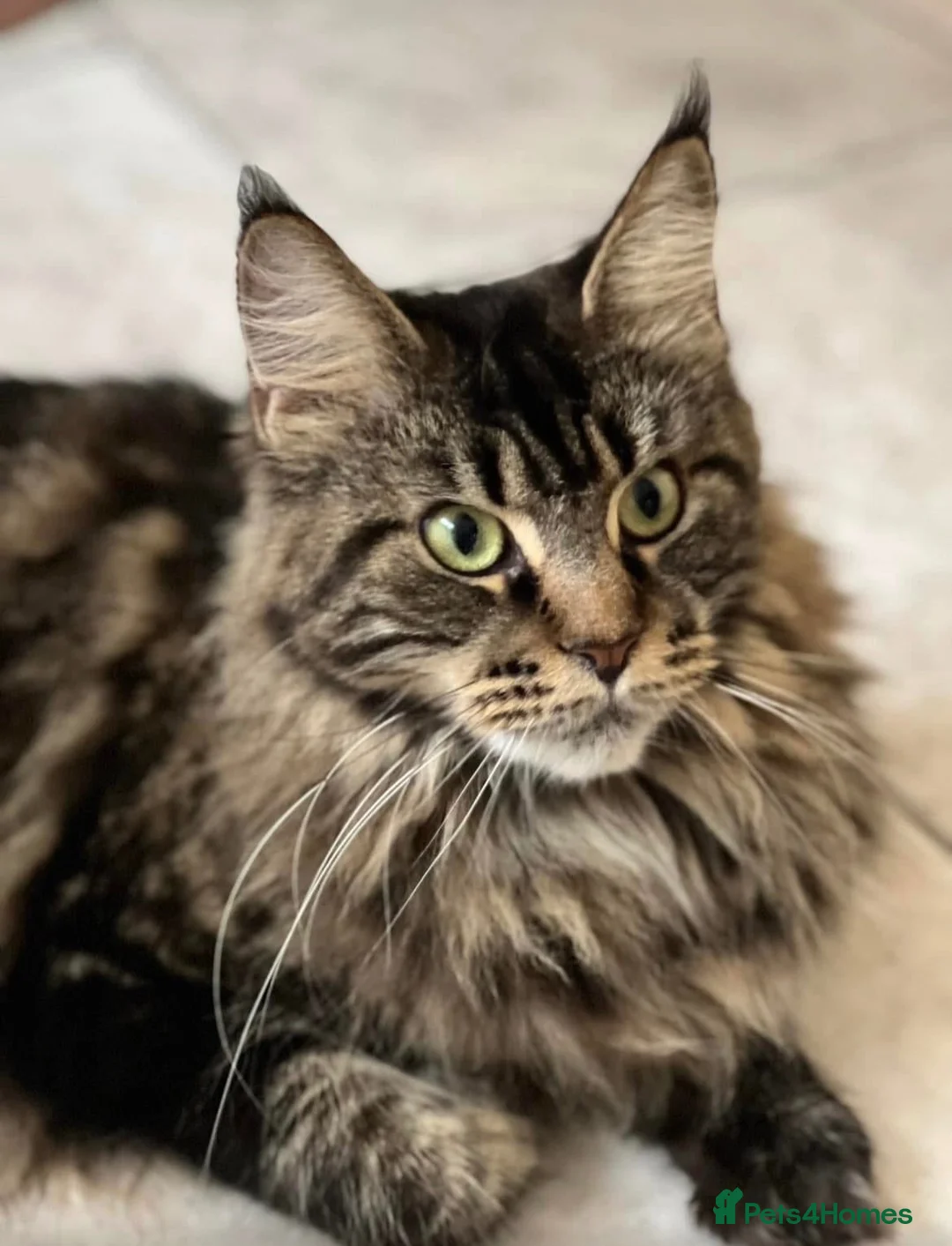 Maine Coon cats for sale: Beautiful Maine coon kittens  - Advert 10