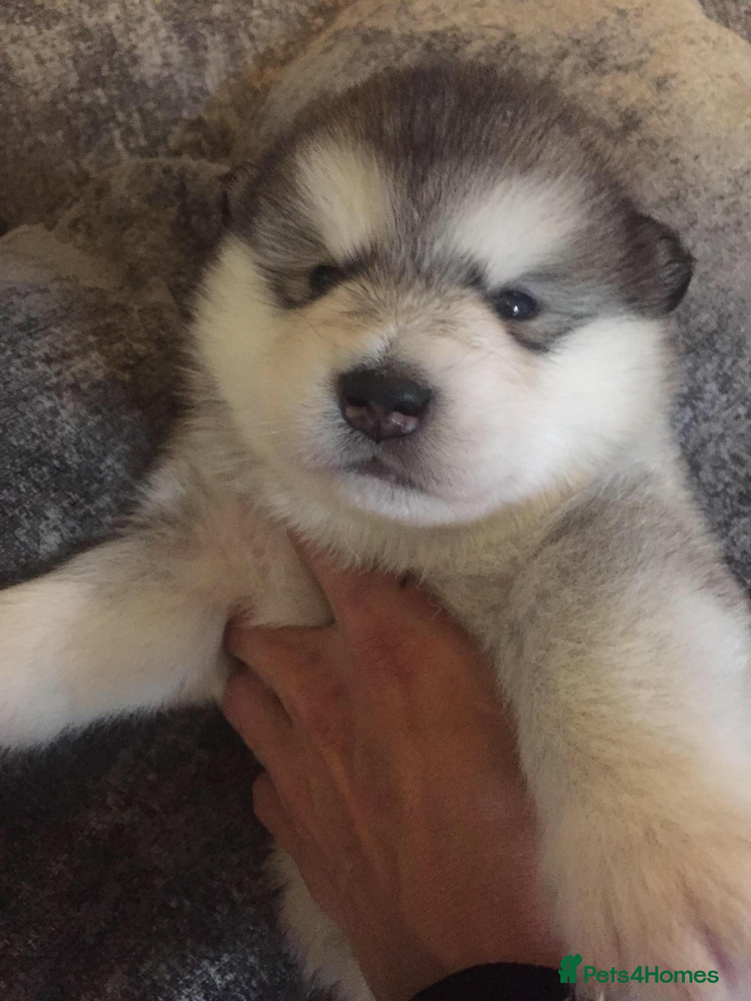 Alaskan Malamute dogs pure breed alaskan malamutes for sale - Advert 2