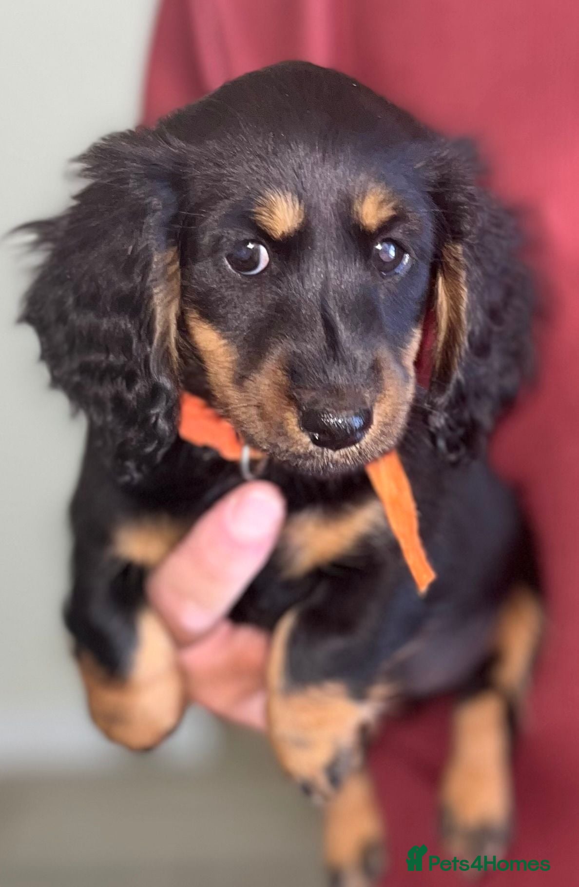 Miniature Dachshund dogs Miniature Dachshunds - Advert 1
