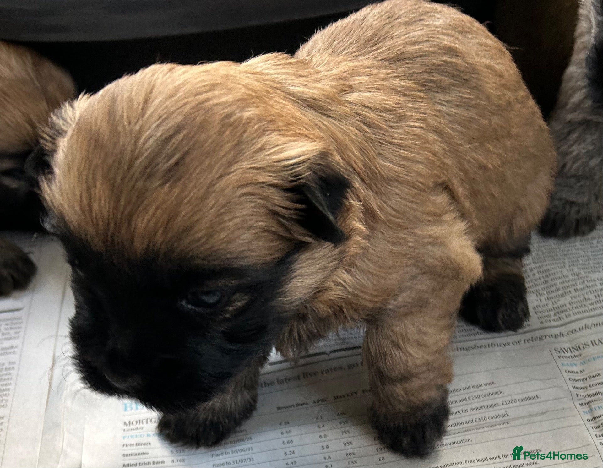 Cairn Terrier dogs for sale: Gorgeous Cairn Terrier Puppys - Advert 3
