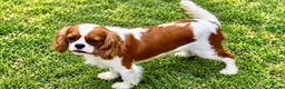 Cavalier King Charles Spaniel dogs for sale: ❤️🐾 THIS CUTIE IS LOOKING FOR HER FOREVER 🏠! 🐾 - Advert 1