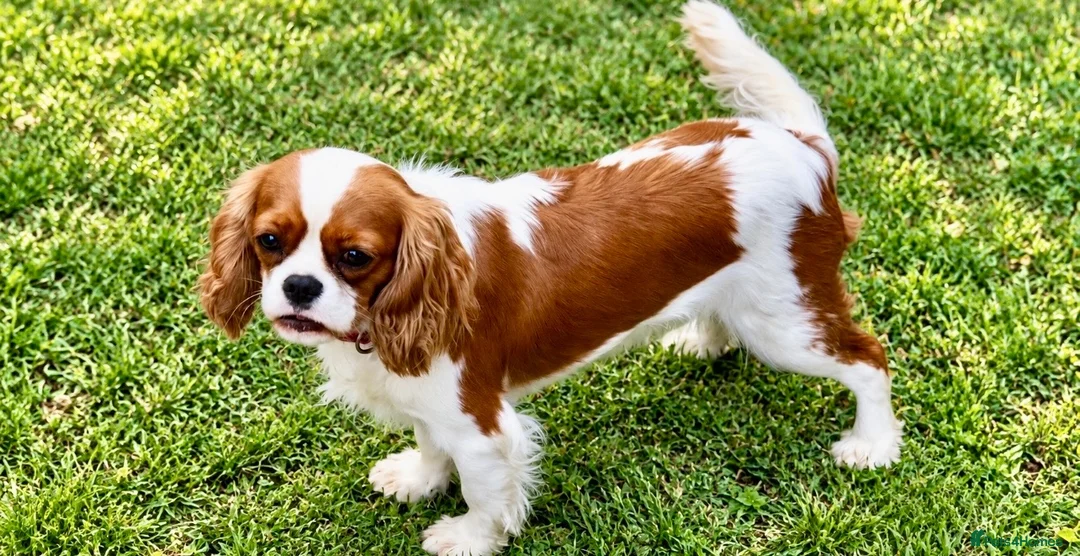 Cavalier King Charles Spaniel dogs for sale: ❤️🐾 THIS CUTIE IS LOOKING FOR HER FOREVER 🏠! 🐾 - Advert 1