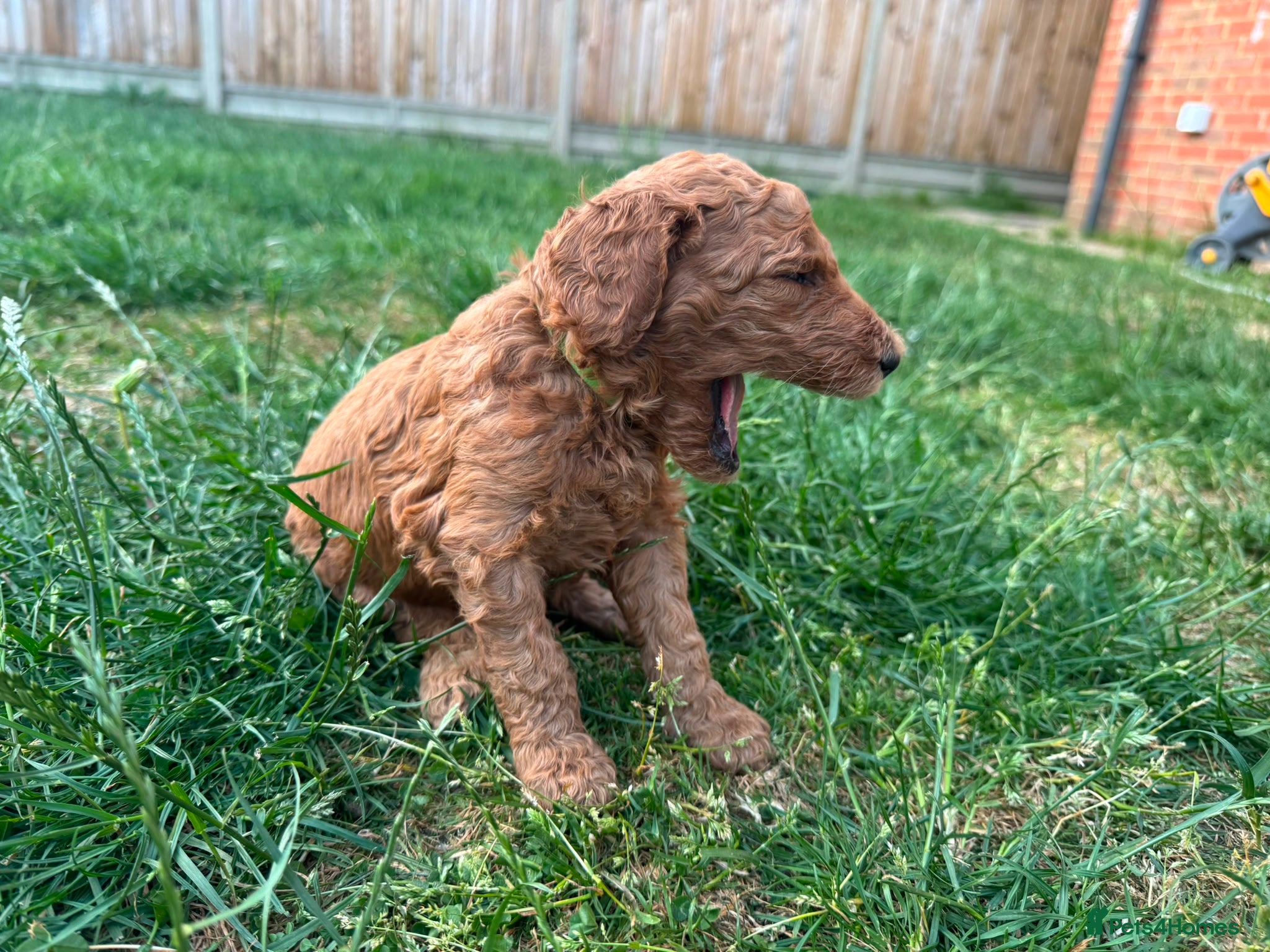 Goldendoodle dogs for sale: Stunning Goldendoodle Puppies in Herne Bay - Advert 12