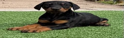 Dobermann dogs for sale: Doberman pups with KC parents  - Advert 15