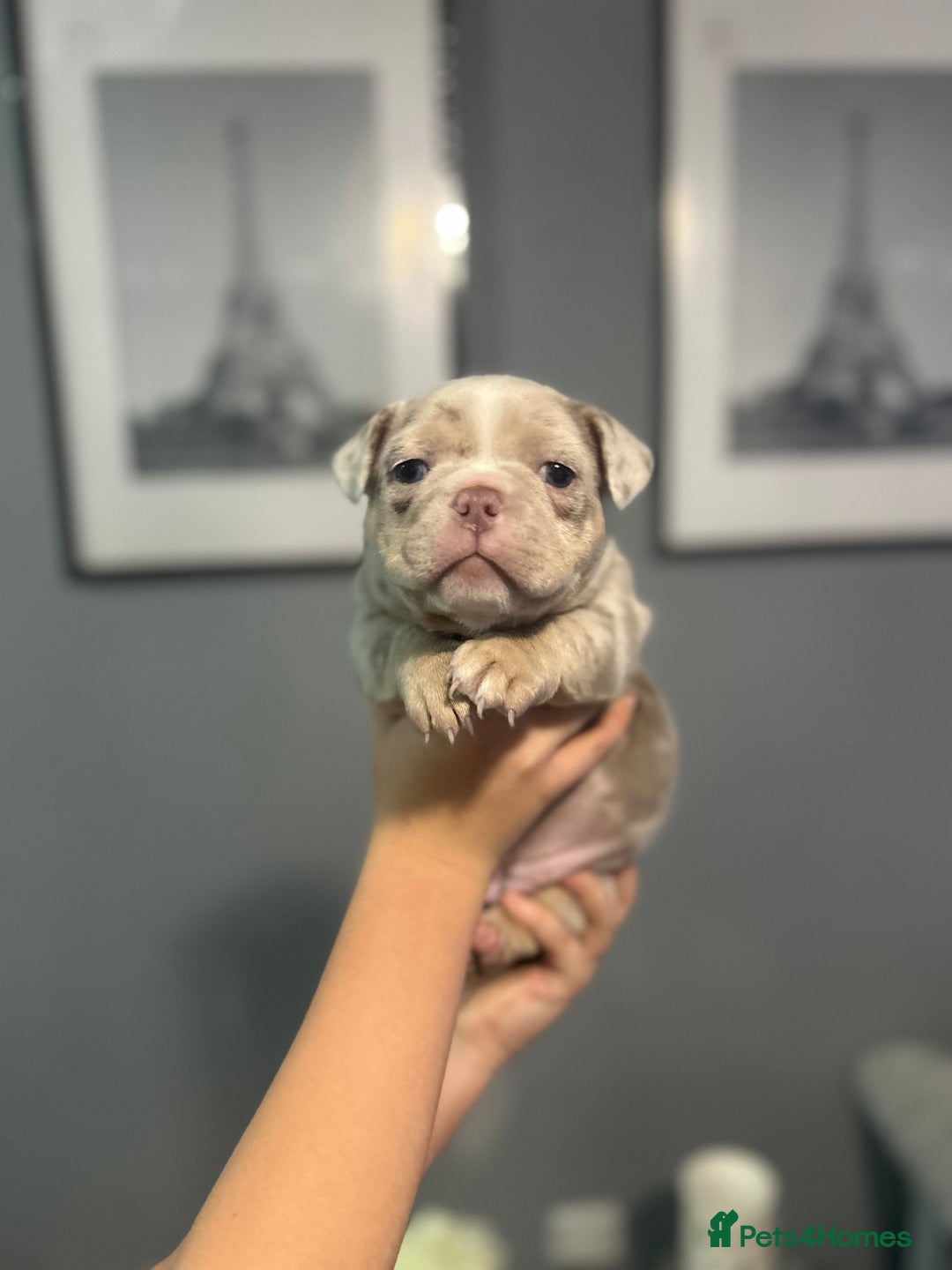 Mixed Breed dogs for sale: Pocket bully’s  - Advert 1