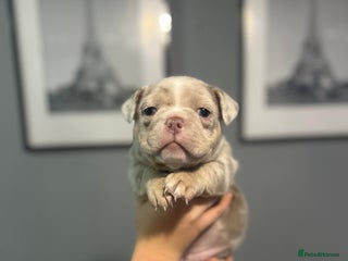 Mixed Breed dogs Pocket bully’s - Advert 1