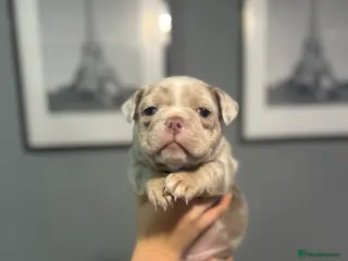 Mixed Breed dogs Pocket bully’s - Advert 21