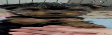 Yorkshire Terrier 4