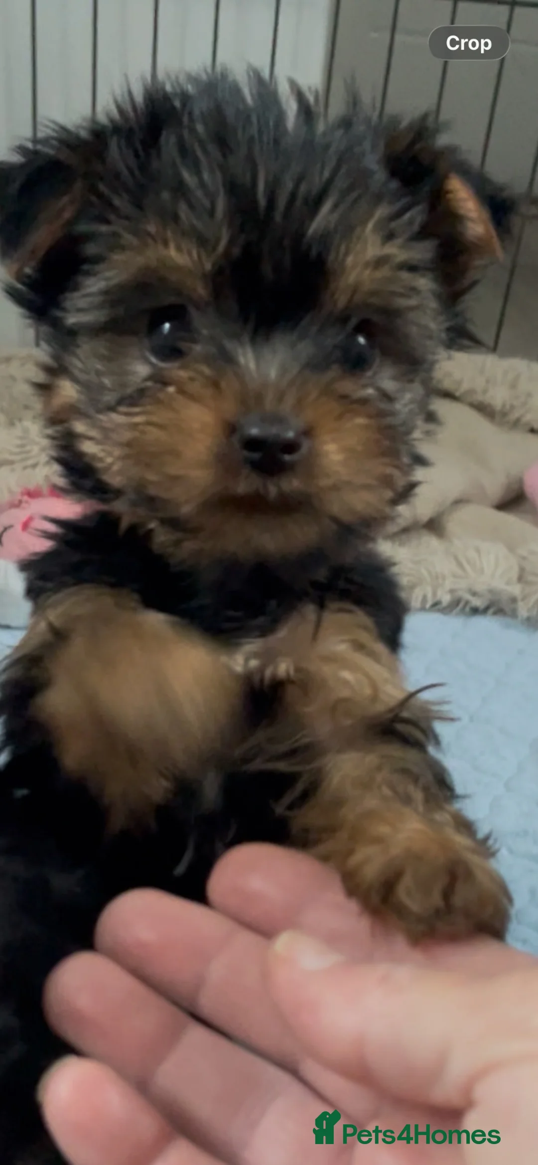 Yorkshire Terrier dogs for sale: PEDIGREE MINI YORKIE PUPS, 2 girls, 2 boys - Advert 15