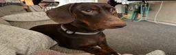 Dachshund dogs for sale: 1 year old entire male  in Derby - Advert 3