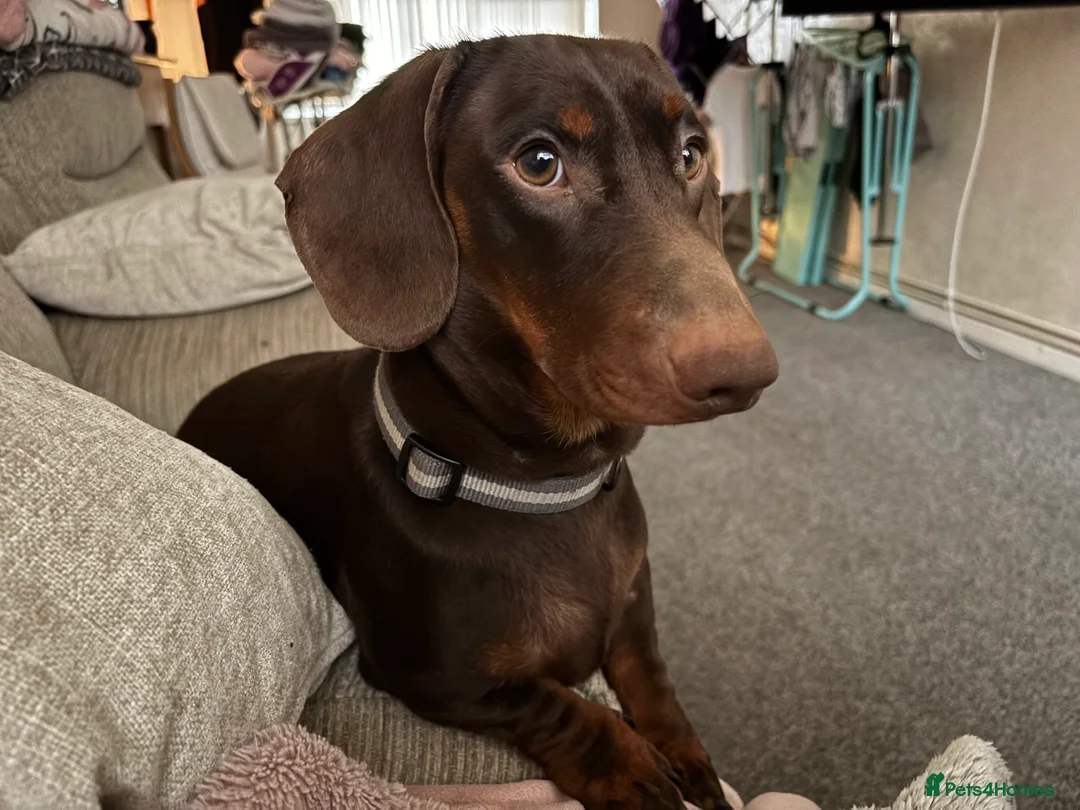 Dachshund dogs for sale: 1 year old entire male  in Derby - Advert 3