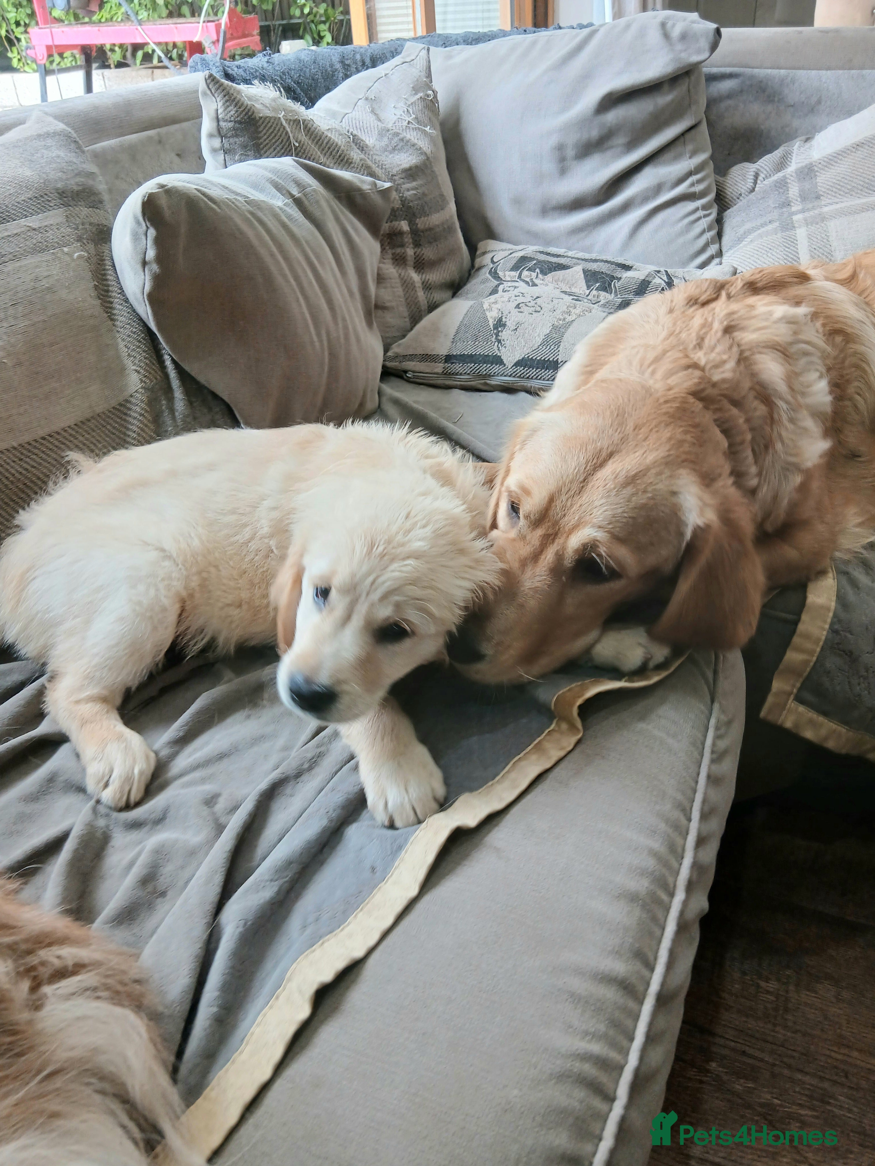 Golden Retriever dogs Ready to leave true gold colored golden retrievers - Advert 2