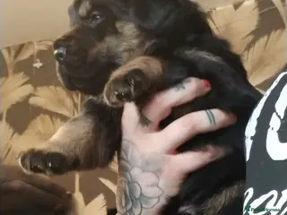 Rottweiler dogs 💕🐶Shepweiller puppies!!🐶💕 3 LEFT 🐶💕 - Advert 1