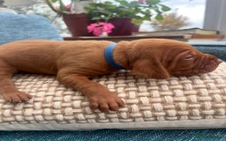 Hungarian Vizsla dogs for sale: Hungarian Vizsla Puppies  - Image 6