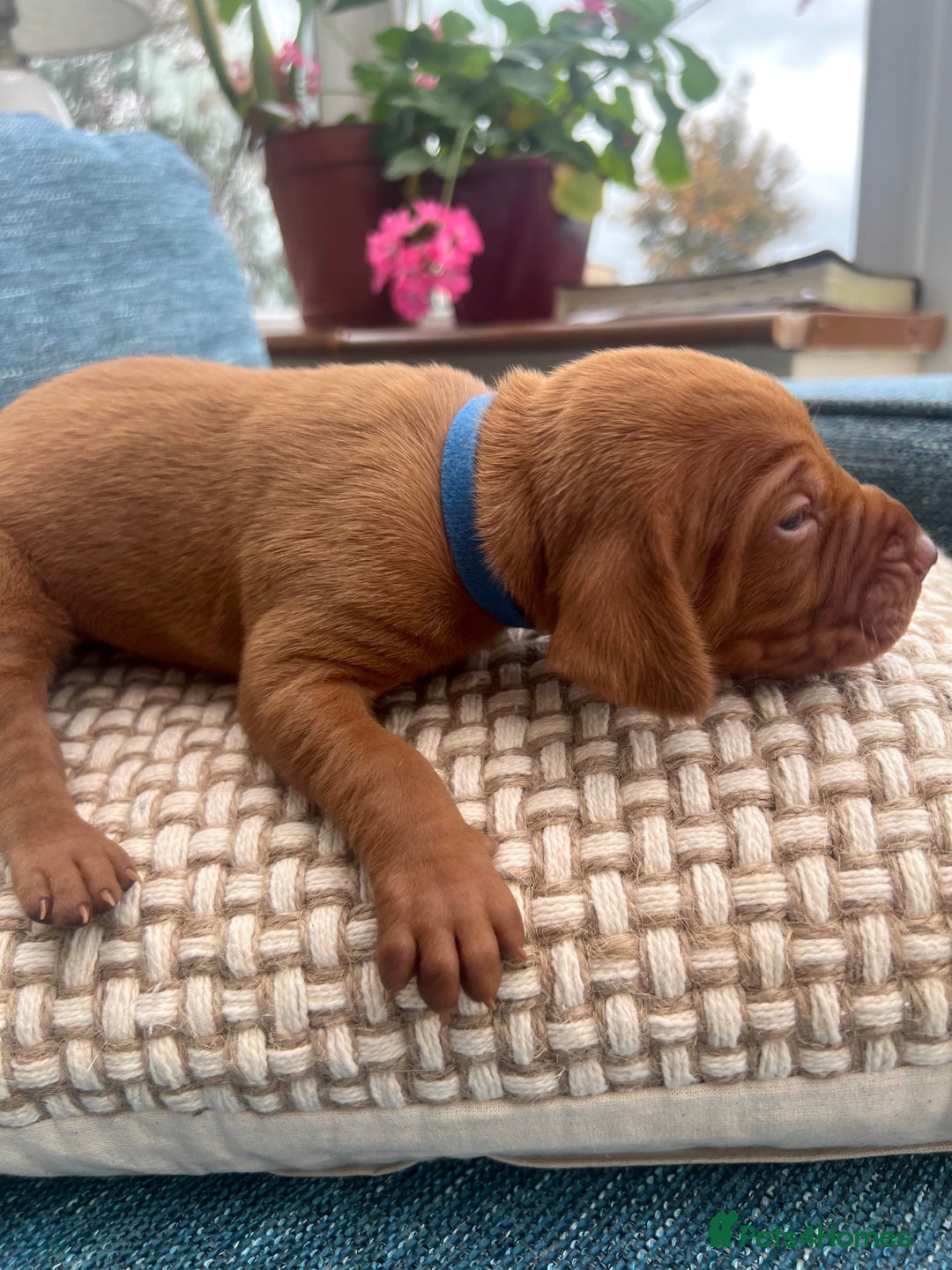 Hungarian Vizsla dogs for sale: Hungarian Vizsla Puppies  - Image 6