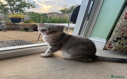 Scottish Fold cats for sale: British Shorthair and Scottish Fold - Image 8