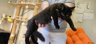 Maine Coon cats - Advert 3