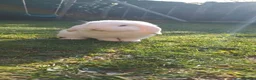 Mini Lop rabbits for sale: White mini-lop seeing a lovely home  in Farnham - Advert 4