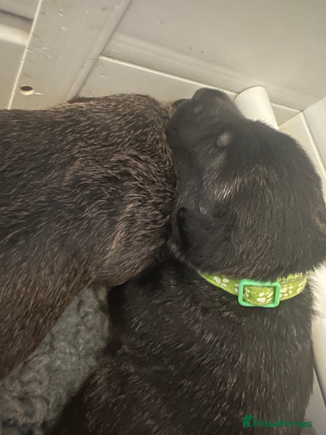 Mixed Breed dogs for sale: Belgian Malinois X Lurcher - Advert 6