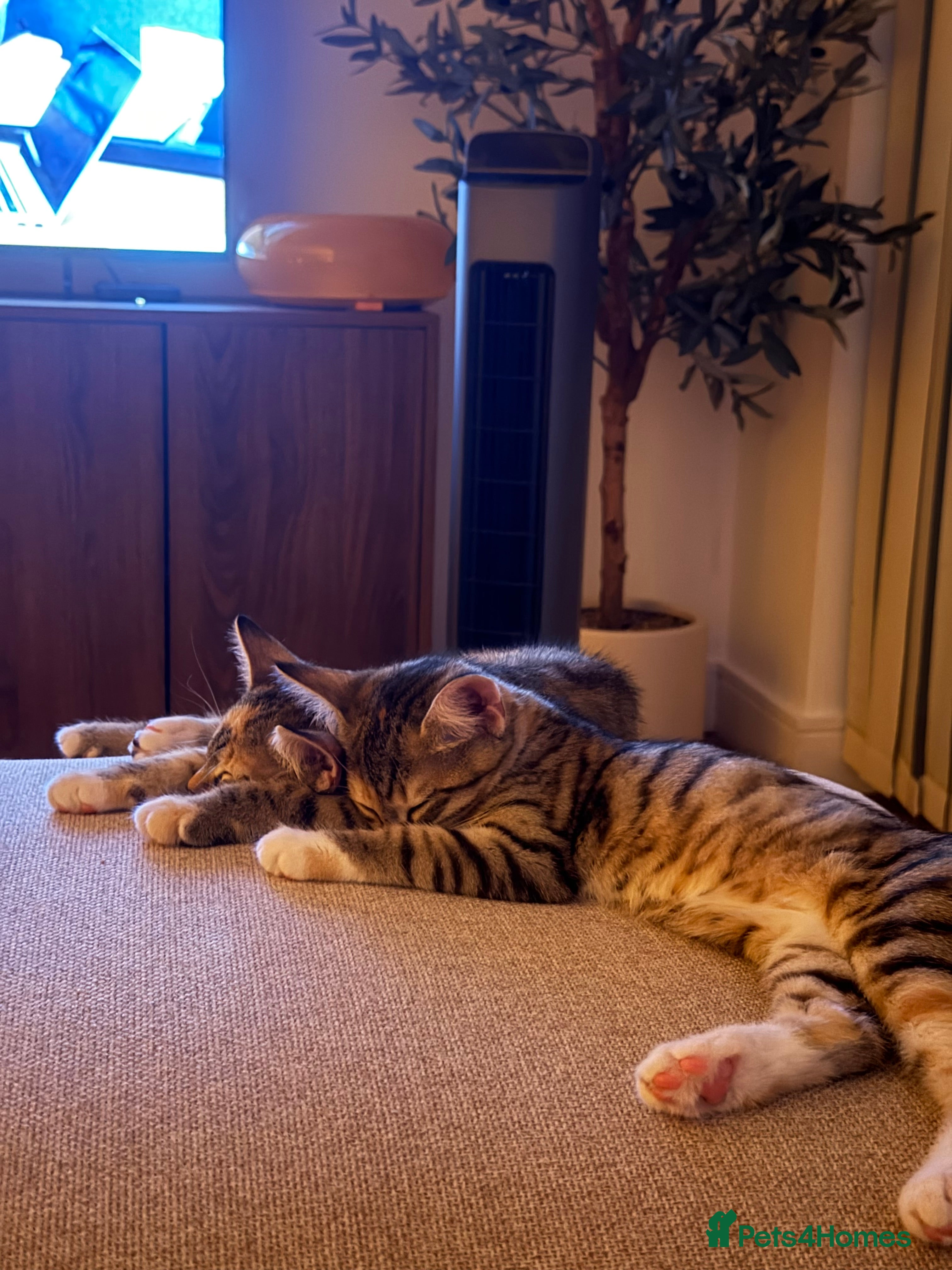 Egyptian Mau cats Two Beautiful Sister Kittens 🐾 £75 for Both - Advert 12