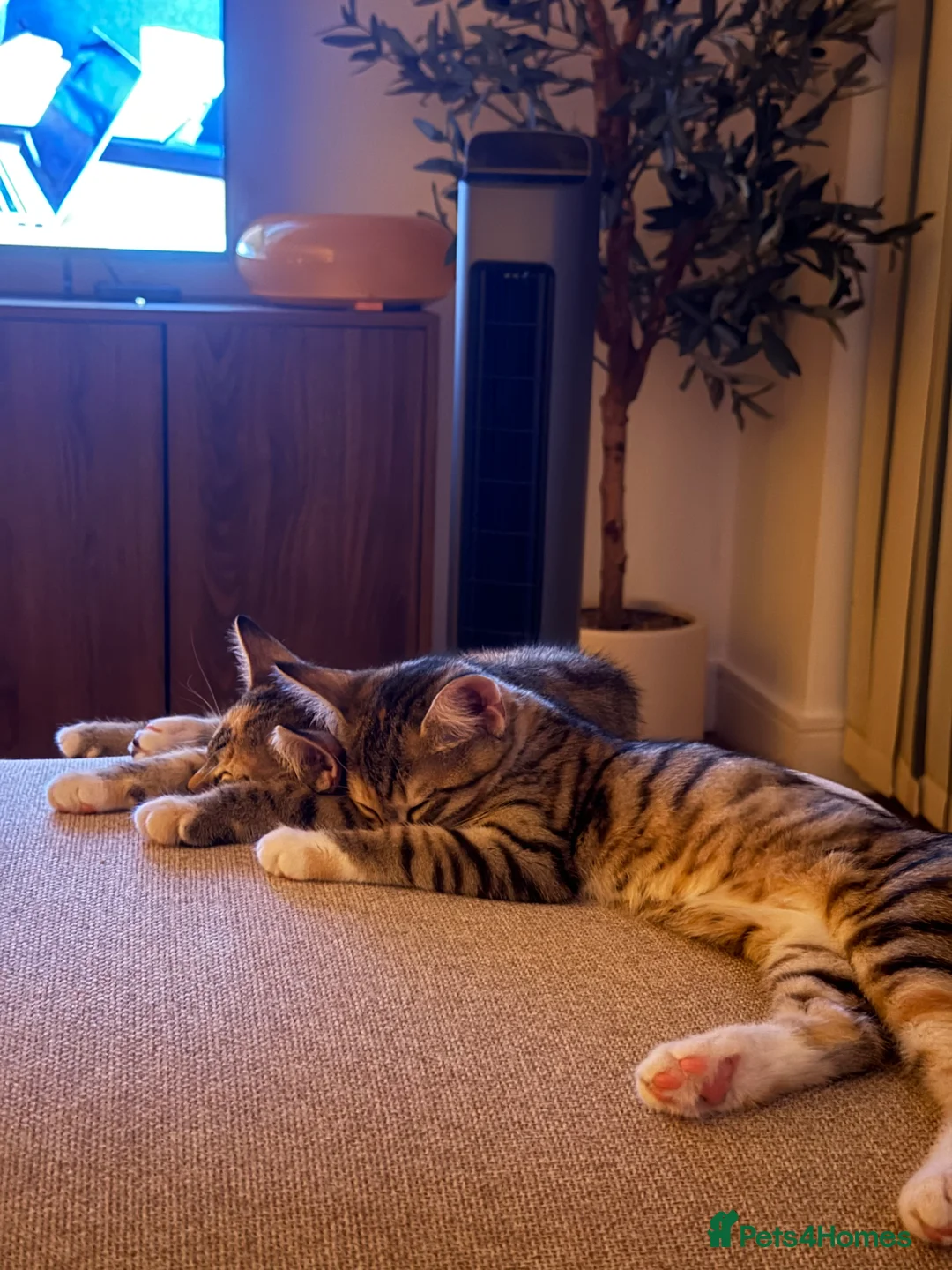 Egyptian Mau cats for sale: Two Bengal/Mau Sister Kittens 🐾 £75 for Both - Advert 1