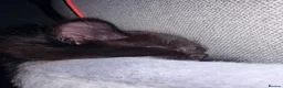 Mixed Breed cats for sale: 9 week old female kitten  - Advert 4