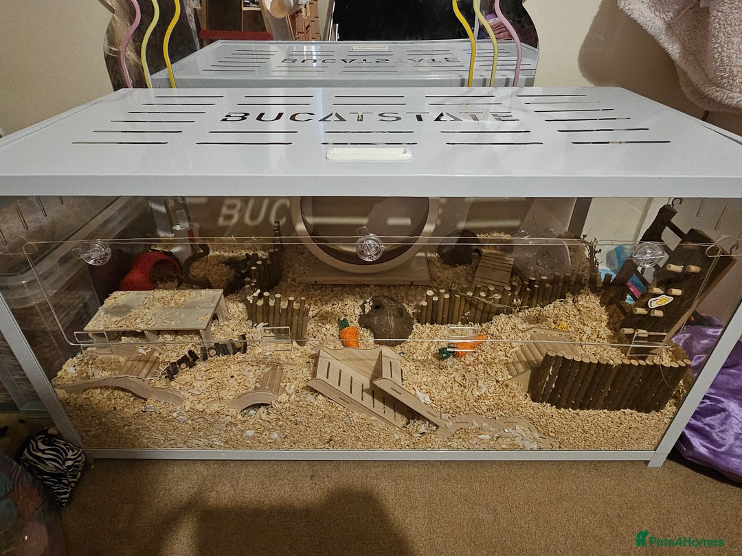 Hamster rodents for sale: Syrian Long Hair and Full Set Up - Advert 1