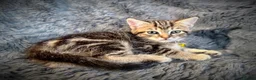Mixed Breed cats for sale: 5 beautiful kittens  - Advert 4